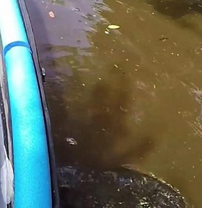 美国佛罗里达州男子划透明独木舟渡河被卡住 惊见船底浮现巨鳄