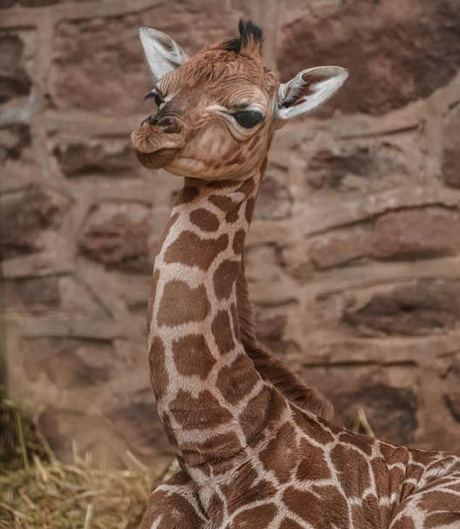 英国柴郡切斯特动物园公布珍贵画面：母长颈鹿站着生产 宝宝从两米高坠地