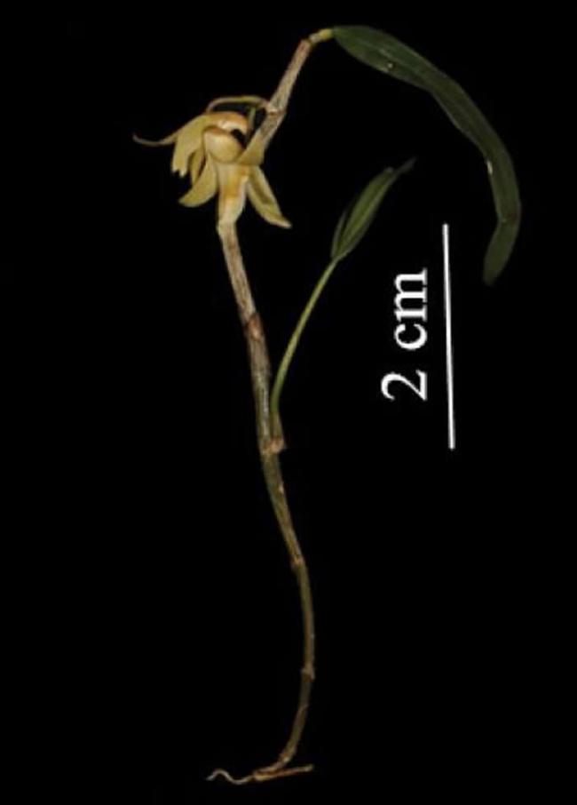 东南亚地区的植物多样性：新一期植物分类学快报描述来自7个科的18个新种