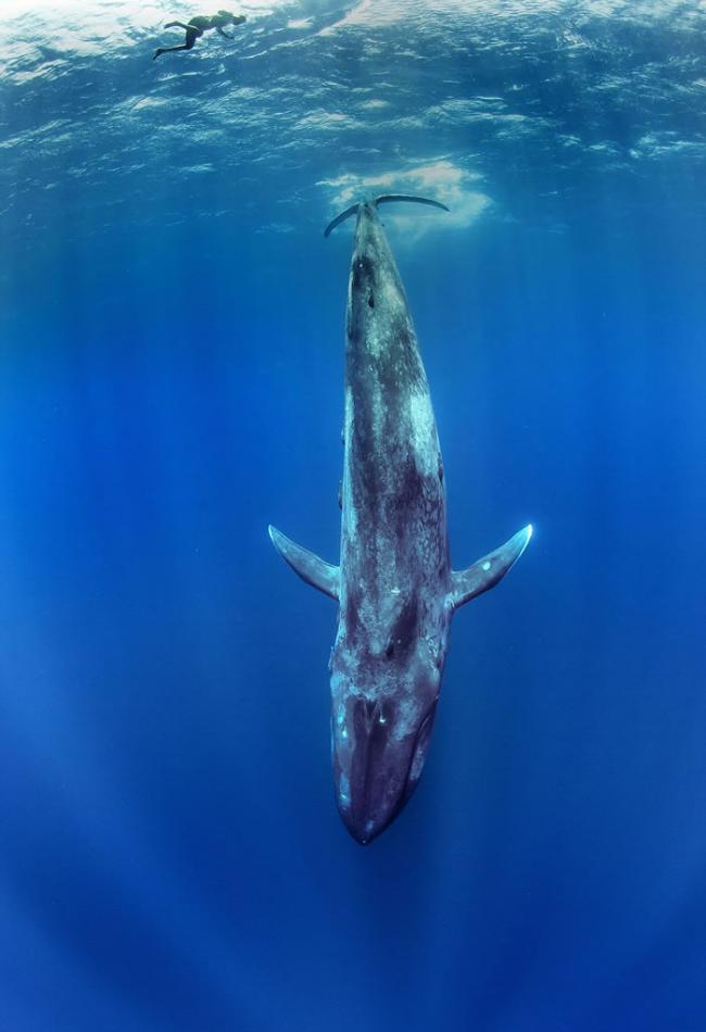 瑞士摄影师在斯里兰卡出海遇上蓝鲸在身边游过
