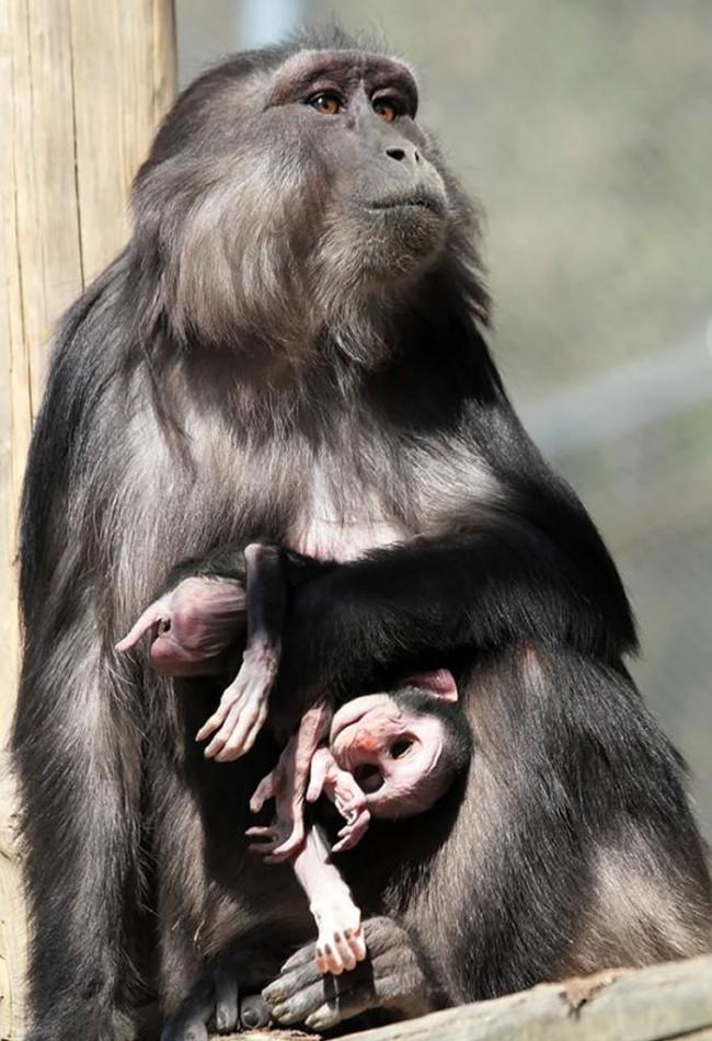意大利一处动物保护区里一只名叫艾瓦琳（Evalyne）的通金猕猴，抓着它死去不久的幼猴尸体。 PHOTOGRAPH BY ARIANNA DE MARCO