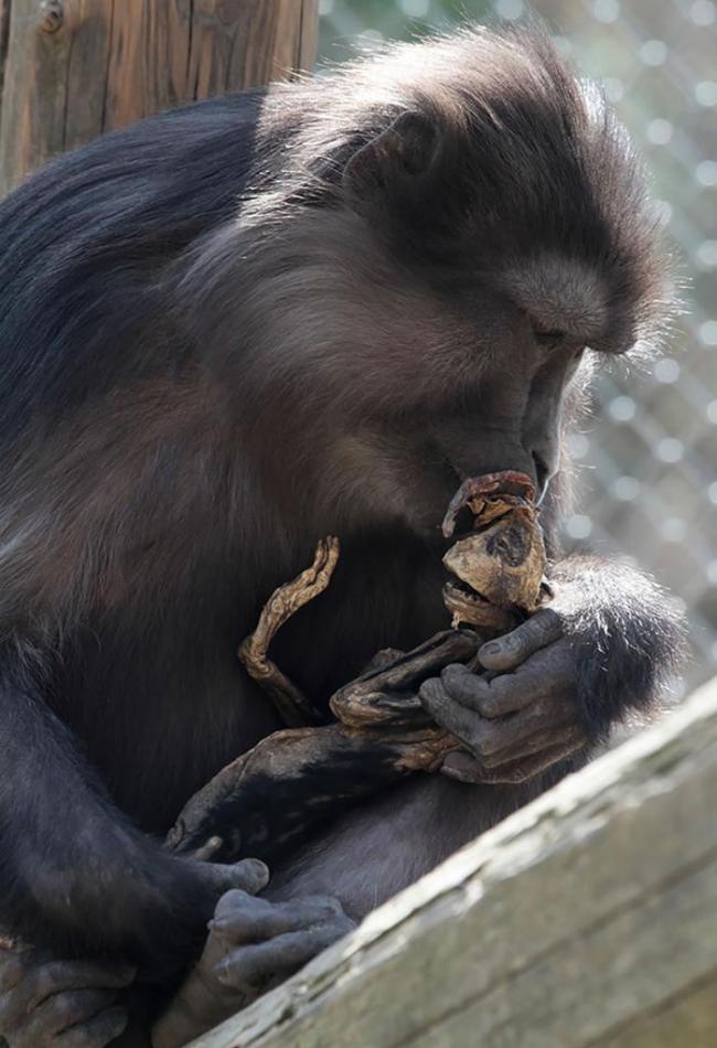 这位新手母猴似乎想安抚幼猴的骨骸，它的幼猴出生后四天就夭折了。 PHOTOGRAPH BY ARIANNA DE MARCO