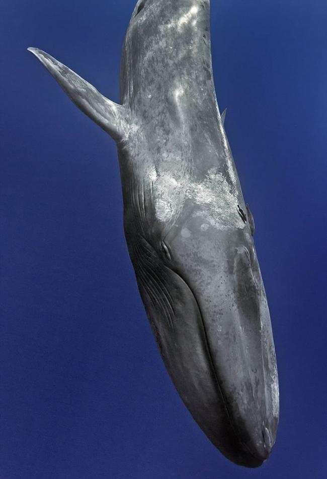 瑞士摄影师在斯里兰卡出海遇上蓝鲸在身边游过
