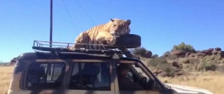 南非野生动物保护区老虎跳上吉普车车顶游车河