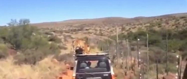 南非野生动物保护区老虎跳上吉普车车顶游车河