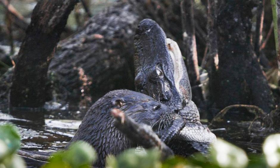 在佛州的伍德拉夫湖国家野生动物保护区，一只饥肠辘辘的水獭对水中的鳄鱼发动攻击。