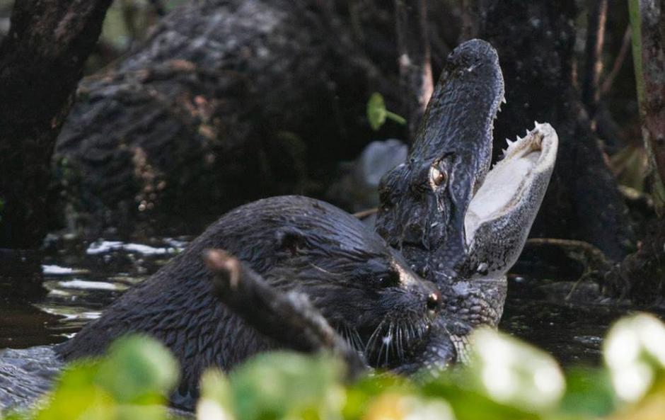在佛州的伍德拉夫湖国家野生动物保护区，一只饥肠辘辘的水獭对水中的鳄鱼发动攻击。