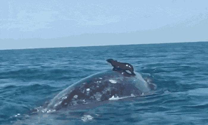 墨西哥巴哈半岛海狮把鲸鱼当成冲浪板