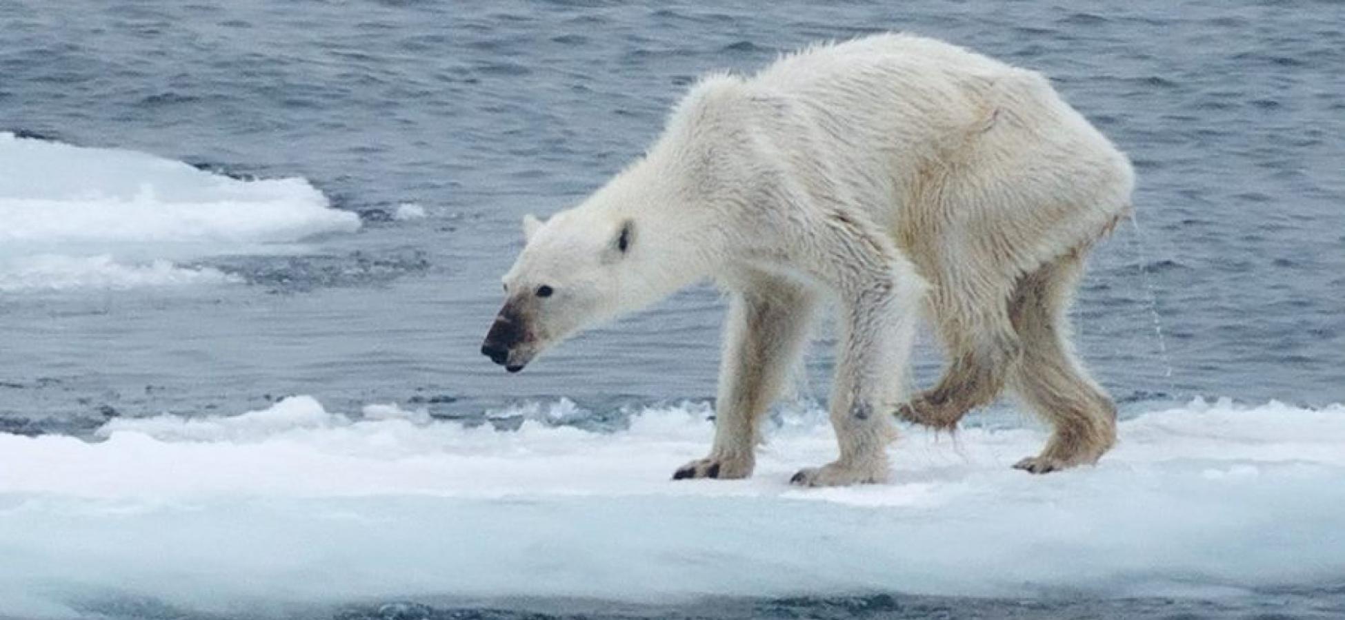 摄影师卡斯汀•朗恩伯格(Kerstin Langenberger)拍摄的骨瘦嶙峋北极熊