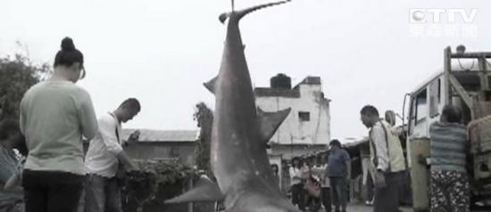 台湾苗栗县后龙镇大白鲨搁浅死亡