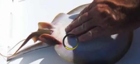 美国佛罗里达州男子钓到正在分娩的黄貂鱼并助其成功产下小鱼