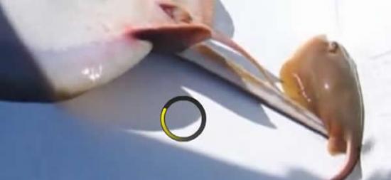 美国佛罗里达州男子钓到正在分娩的黄貂鱼并助其成功产下小鱼