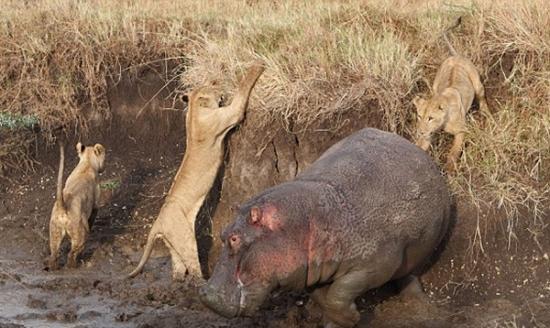 在泥泞中，狮子的动作变得甚为笨拙。