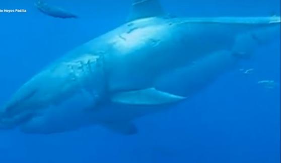 深蓝体形庞大，相信是世上见过最大的大白鲨之一。