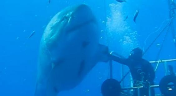潜水员伸出手，摸摸大白鲨。
