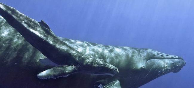 美国联邦当局把座头鲸从濒危物种名单中剔除