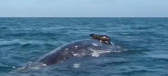 墨西哥巴哈半岛海狮把鲸鱼当成冲浪板