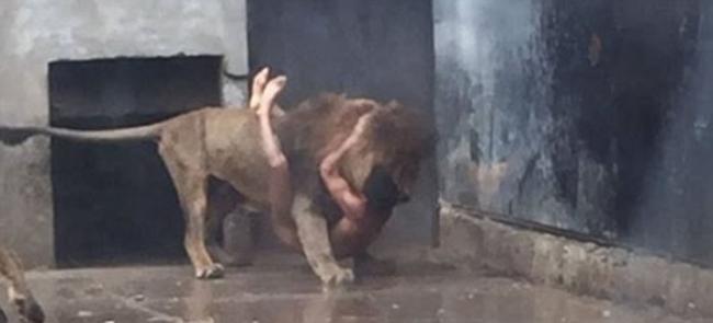 智利男子跳进动物园狮子栏舍中自杀 为救他两只狮子被射杀