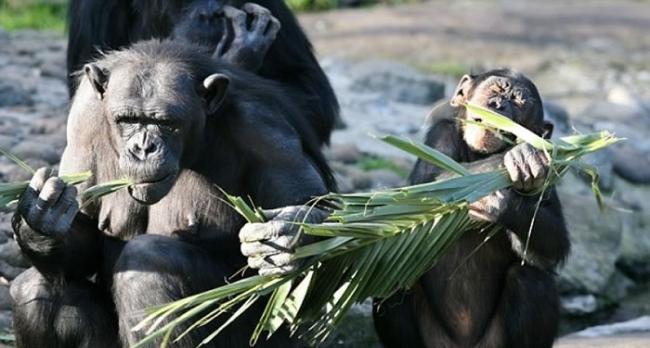 学者指对猩猩有关的研究有助了解文化与技术的演变。