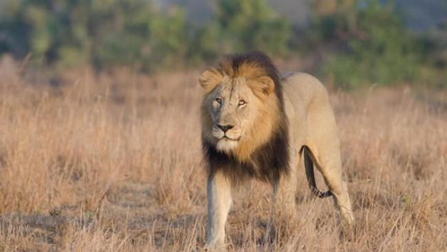 这只雄狮的照片摄于南非一个动物保护区。本文提到的死亡事件则是发生在另一个保护区。 PHOTOGRAPH BY ANDREW COLEMAN