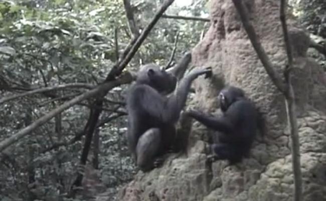 首次有猩猩被拍到教导下一代使用工具。