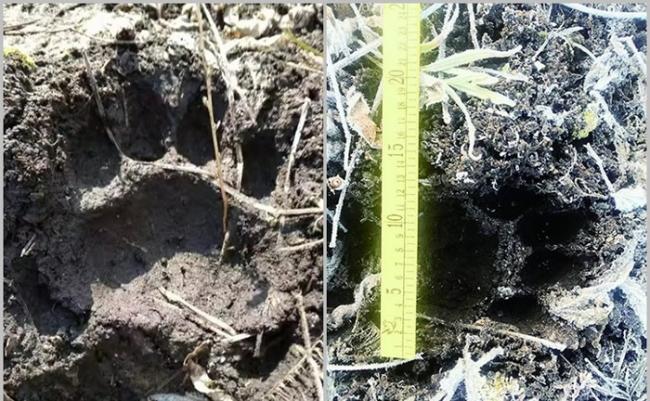 胜利林场地面发现掌垫宽12厘米的东北虎足印。
