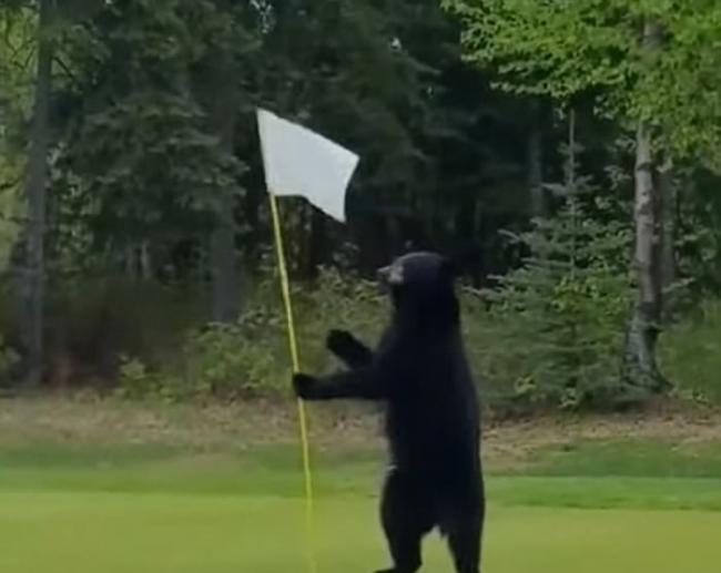 美国阿拉斯加安克雷奇的高尔夫球场黑熊宝宝叼走包包默默走回树林