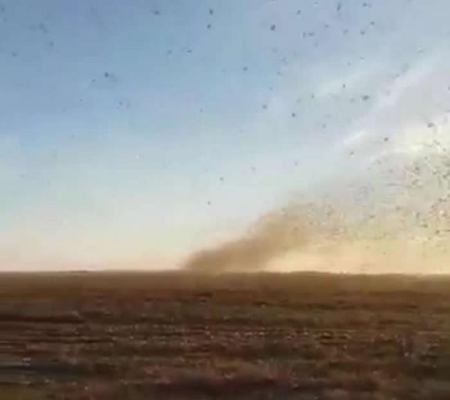 俄罗斯达吉斯坦共和国蝗虫为患 突袭公路以为系沙尘暴