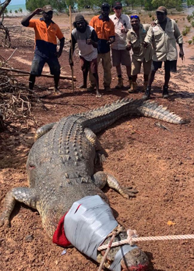 澳大利亚当局成功抓获吃掉了12只狗的600公斤重鳄鱼