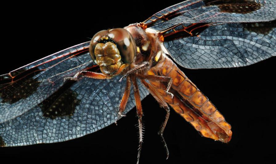 研究发现蜻蜓确实可以依靠预测建模拦截猎物