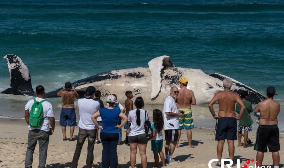 巴西里约热内卢Macumba海滩搁浅一头座头鲸引众人围观