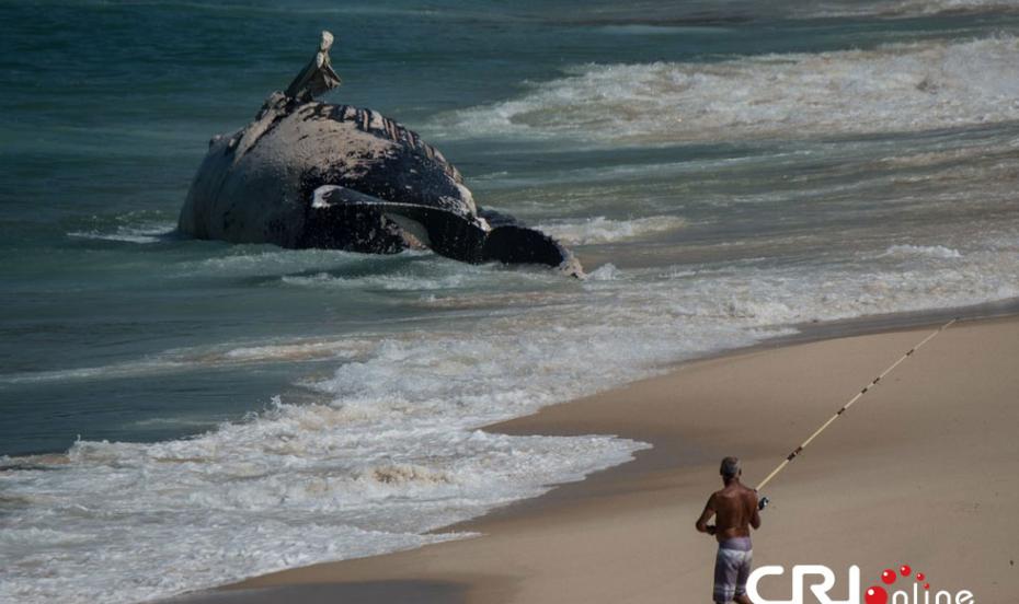 巴西里约热内卢Macumba海滩搁浅一头座头鲸引众人围观