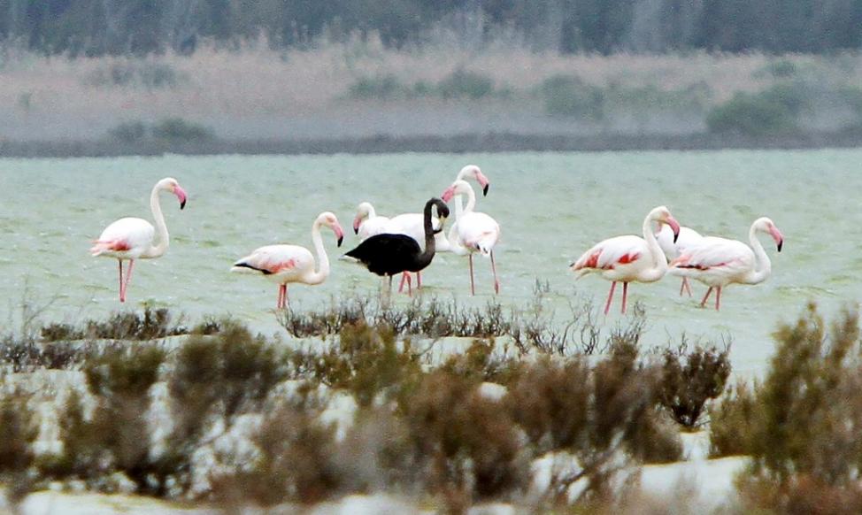 2015年4月8日，有人在赛普勒斯南部海岸的阿克罗蒂里环境中心的盐湖，看到一只黑色的红鹤。这只红鹤可能有一种遗传症状，导致它产生的黑色素比较多，所以它的羽毛变黑