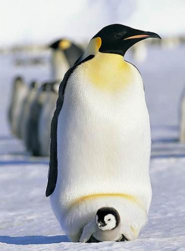 企鹅爸爸用一层皮肤盖住小企鹅，提供温暖与保护。
