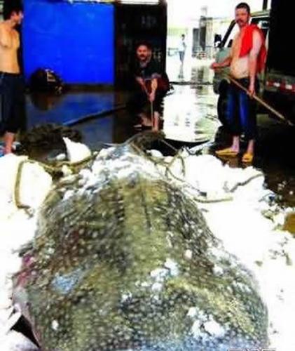 厦门八市惊现巨型豆腐鲨
