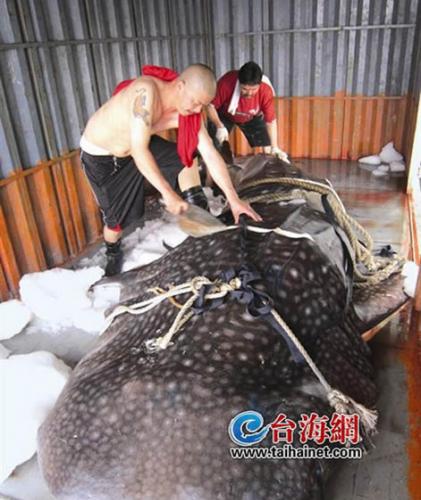 厦门八市惊现巨型豆腐鲨