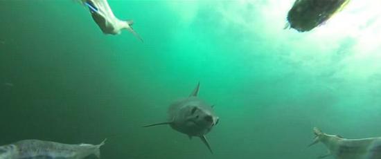 拍摄大西洋鲨鱼袭击和捕食的全过程