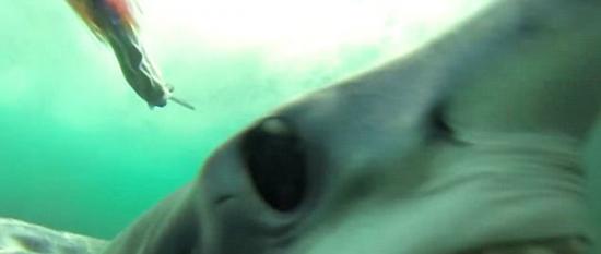 拍摄大西洋鲨鱼袭击和捕食的全过程