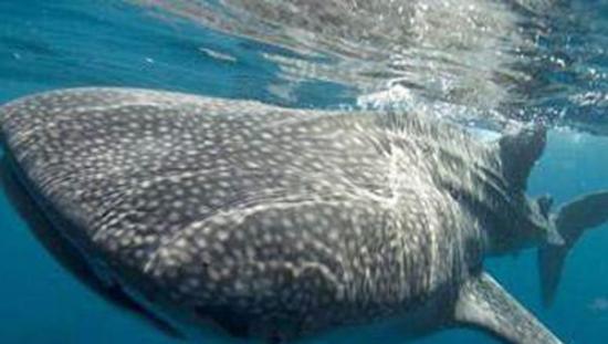 豆腐鲨又名鲸鲨，是世界上最大型的鲨鱼，主要捕食小型动植物。