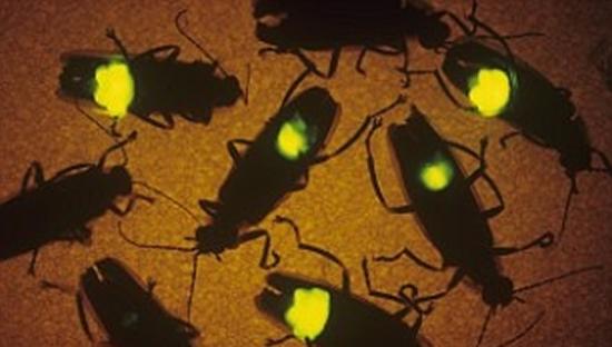 萤火虫借身体发光与同类沟通