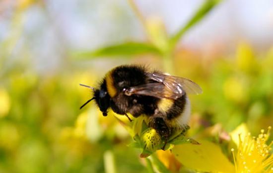 熊蜂携带的花粉和花蜜可能显著影响飞行动态