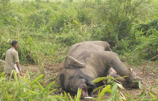 印度卡齐兰加国家公园两只大象斗殴致死