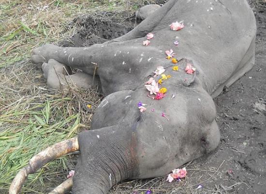 印度卡齐兰加国家公园两只大象斗殴致死