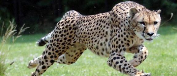 最新研究指出猎豹跑得没有想像中那么快