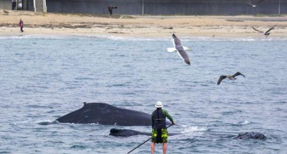 美国加州蒙特雷湾冲浪者近距离调戏座头鲸