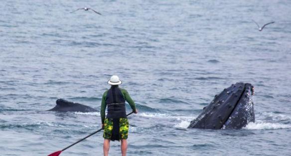 美国加州蒙特雷湾冲浪者近距离调戏座头鲸