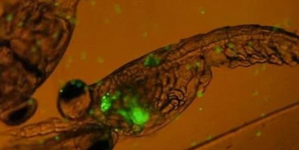 科学家发现桡足类浮游生物可以吞食荧光塑料微粒，这些物质在它们体内很难消化。