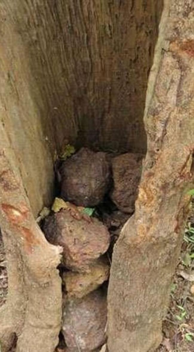 黑猩猩定时前往某些大树前，用石块猛力击向树干，又会在空洞的树干内堆起石块。
