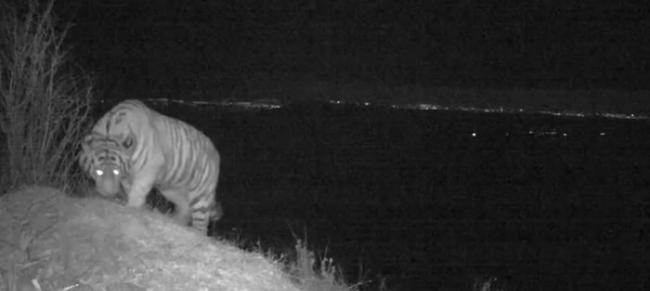 俄罗斯“豹之乡”国家公园相机陷阱首次成功拍摄到远东豹和阿穆尔虎