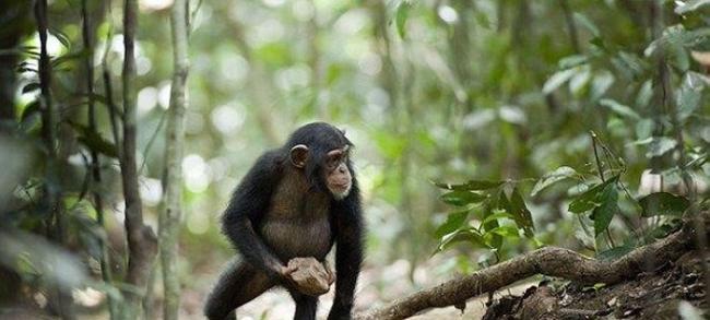 摄影机亦拍得雌性甚至年幼的黑猩猩都有同样习惯